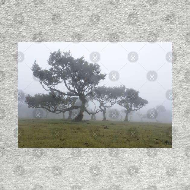 Ancient trees shrouded in fog by nancy.hajjar@yahoo.com